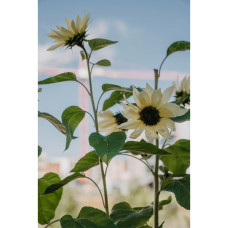 Nelson Garden Sonnenblume, Buttercream F1