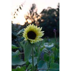 Nelson Garden Sonnenblume, Buttercream F1