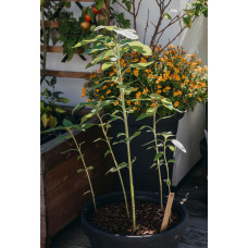 Nelson Garden Sonnenblume, Buttercream F1