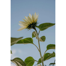 Nelson Garden Sonnenblume, Buttercream F1