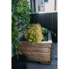 Nelson Garden Studentenblume, Lemon Star