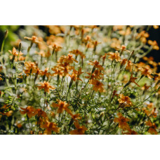 Nelson Garden Studentenblume, Lemon Star