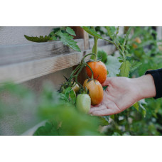 Nelson Garden Tomate, Hoch, Atyliade F1