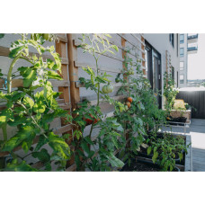 Nelson Garden Tomate, Hoch, Atyliade F1