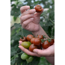 Nelson Garden Tomate, Hoch, Bronzy, Organic