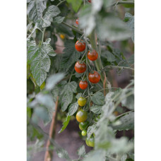 Nelson Garden Tomate, Hoch, Bronzy, Organic
