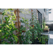 Nelson Garden Tomate, Hoch, Canestrino