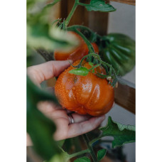 Nelson Garden Tomate, Hoch, Canestrino