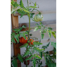 Nelson Garden Tomate, Hoch, Canestrino