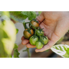 Nelson Garden Tomate, Hoch, Tiger F1