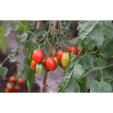 Nelson Garden Tomate, Hoch, Vespolino F1