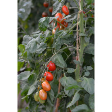 Nelson Garden Tomate, Hoch, Vespolino F1
