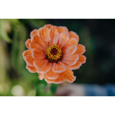 Nelson Garden Zinnie