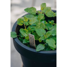 Nelson Garden Zitronenmelisse, Lemona, Organic