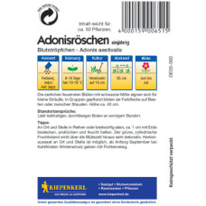Kiepenkerl Adonisröschensamen Blutströpfchen