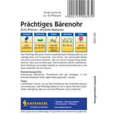 Kiepenkerl Bärenohrsamen Zulu Prince