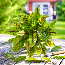 Kiepenkerl Profi-Line Blut-Ampfersamen Bloody Dock