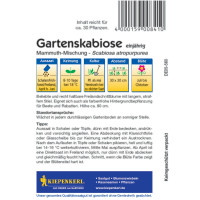 Kiepenkerl Gartenskabiosensamen Mammuth-Mischung
