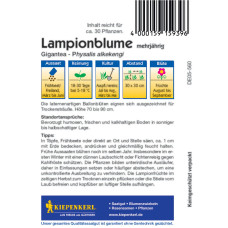 Kiepenkerl Lampionblumensamen Gigantea