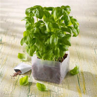 Kiepenkerl Profi-Line Basilikumsamen Gecom, Saatscheibe