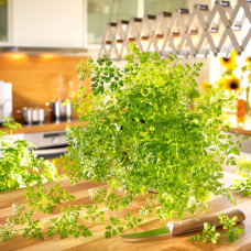 Kiepenkerl Profi-Line Kerbelsamen Massa