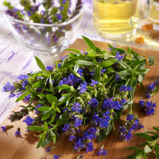 Kiepenkerl Ysopsamen, mehrjährig