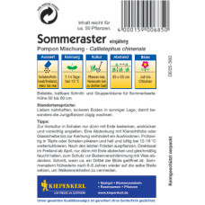 Kiepenkerl Sommerasternsamen Pompon Mischung