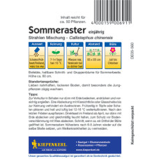 Kiepenkerl Sommerasternsamen Strahlen Mischung