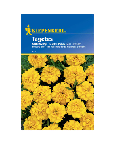 Kiepenkerl Studentenblumensamen Goldzwerg