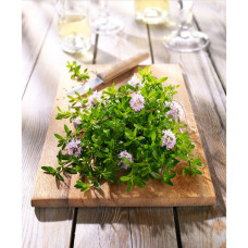 Kiepenkerl Thymiansamen