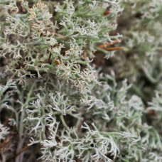 SYBASoil Lebendes Silbermoos