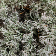 SYBASoil Lebendes Silbermoos