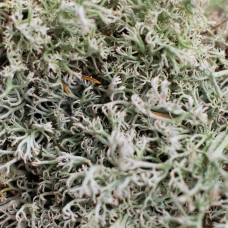 SYBASoil Lebendes Silbermoos