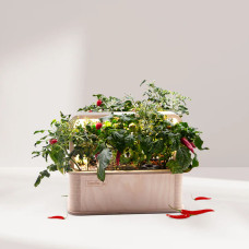 BerlinGreen GreenBox Sweet & Spicy Double Bundle