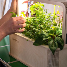 BerlinGreen GreenBox Sweet & Spicy Double Bundle