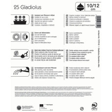 Kiepenkerl Gladiole Bambino Mischung