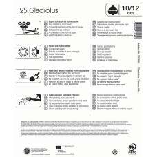 Kiepenkerl Gladiole Camara Mischung