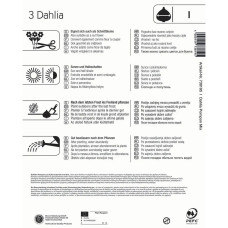 Kiepenkerl Pompon-Dahlie Mischung