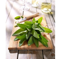 Kiepenkerl Profi-Line BIO Salbeisamen