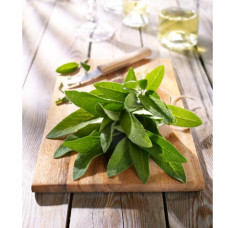 Kiepenkerl Profi-Line BIO Salbeisamen