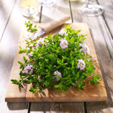 Kiepenkerl Profi-Line BIO Thymiansamen