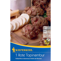 Kiepenkerl Rote Topinambur Violet de Rennes Helianthus tuberosus