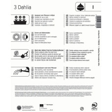 Kiepenkerl Zwerg-Dahlie Mischung