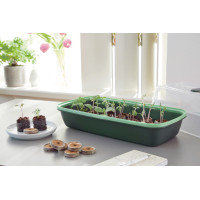 Romberg BoQube Anzuchtschale M Green Edition 37x6x19 cm