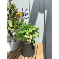 Romberg Holzstecketiketten 10 cm 20 stk