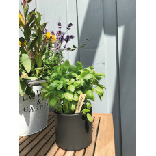 Romberg Holzstecketiketten 10 cm 20 stk