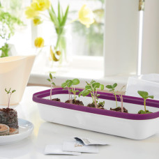 Romberg BoQube Anzuchtschale M Weiß / Pflaume 37x6x19 cm