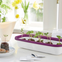 Romberg BoQube Anzuchtschale S Weiß / Pflaume 28x5x12 cm