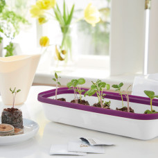 Romberg BoQube Anzuchtschale S Weiß / Pflaume 28x5x12 cm