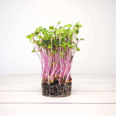 OraGarden Keimsprosskit mit Radieschen Rot Samen